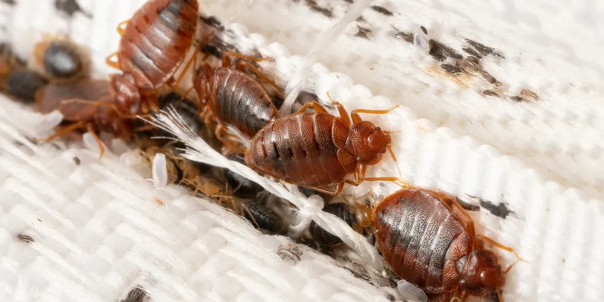 Pest Infestation Services Infested Furniture Removal & More Removal